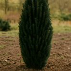 Tis obyčajný (Taxus baccata) ´DAVID´ - výška 15-25 cm, kont. C2L